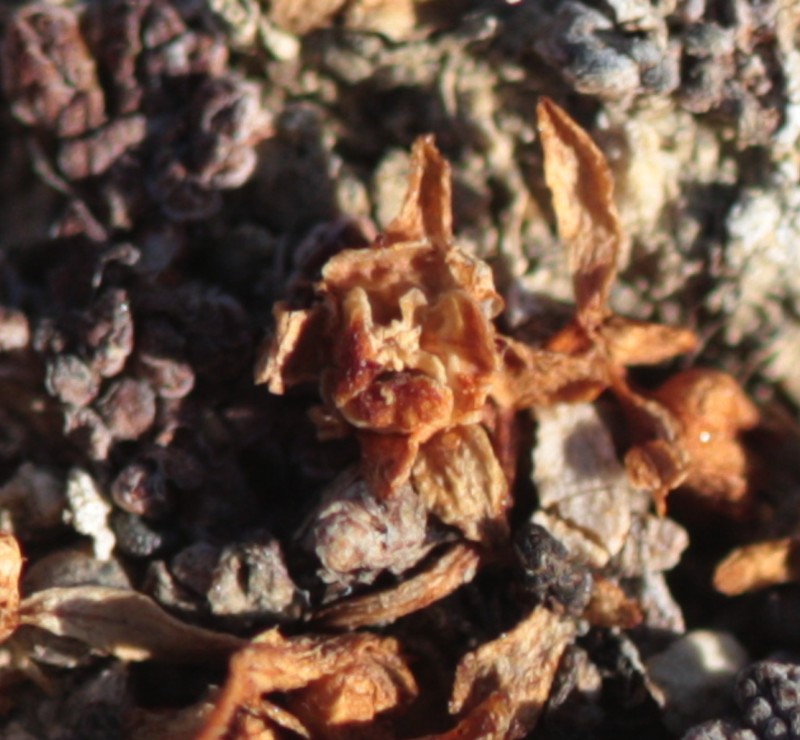 Elatine macropoda photo 5
