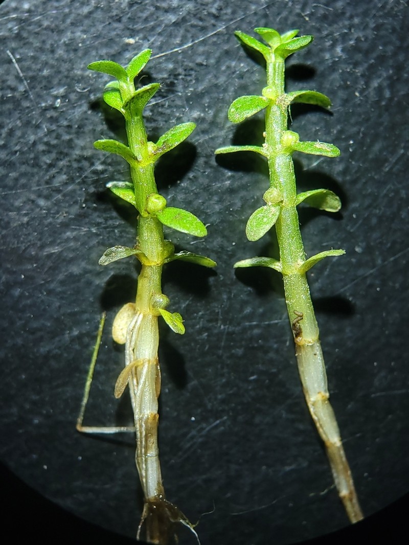 Small Waterwort