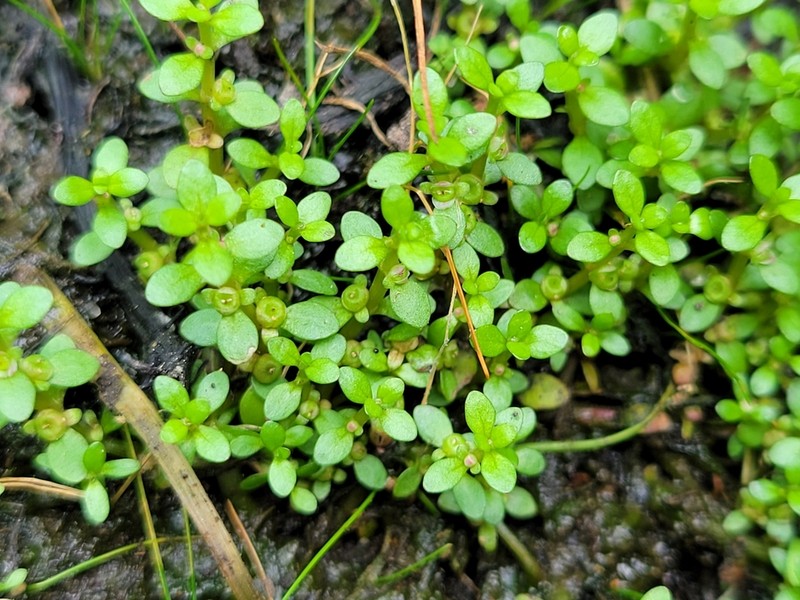 Small Waterwort photo 2