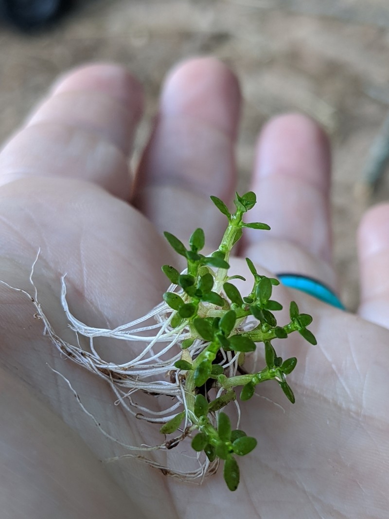 Small Waterwort photo 3