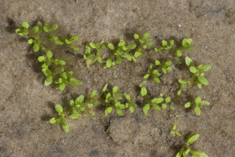 Small Waterwort photo 4