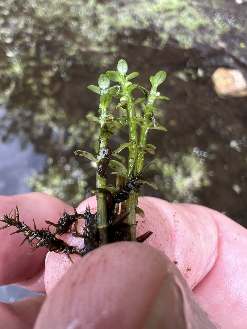 Small Waterwort photo 5