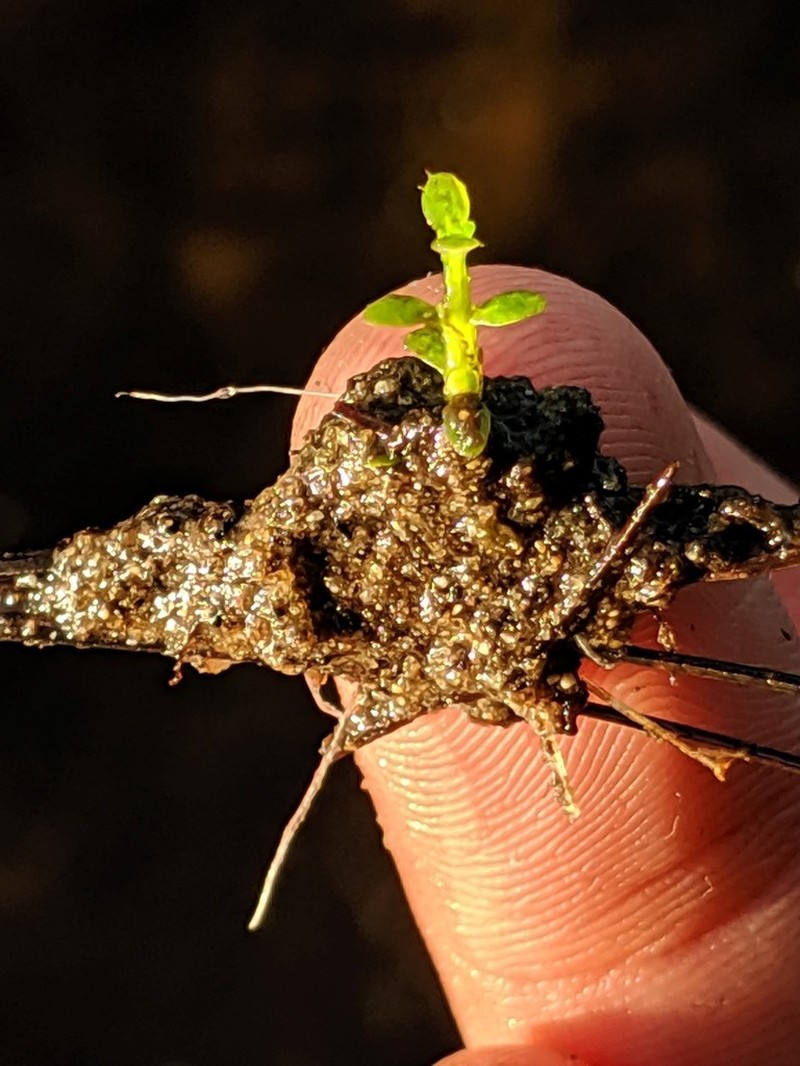Small Waterwort photo 6