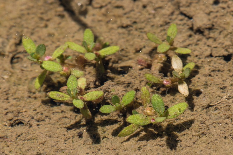 Small Waterwort photo 7