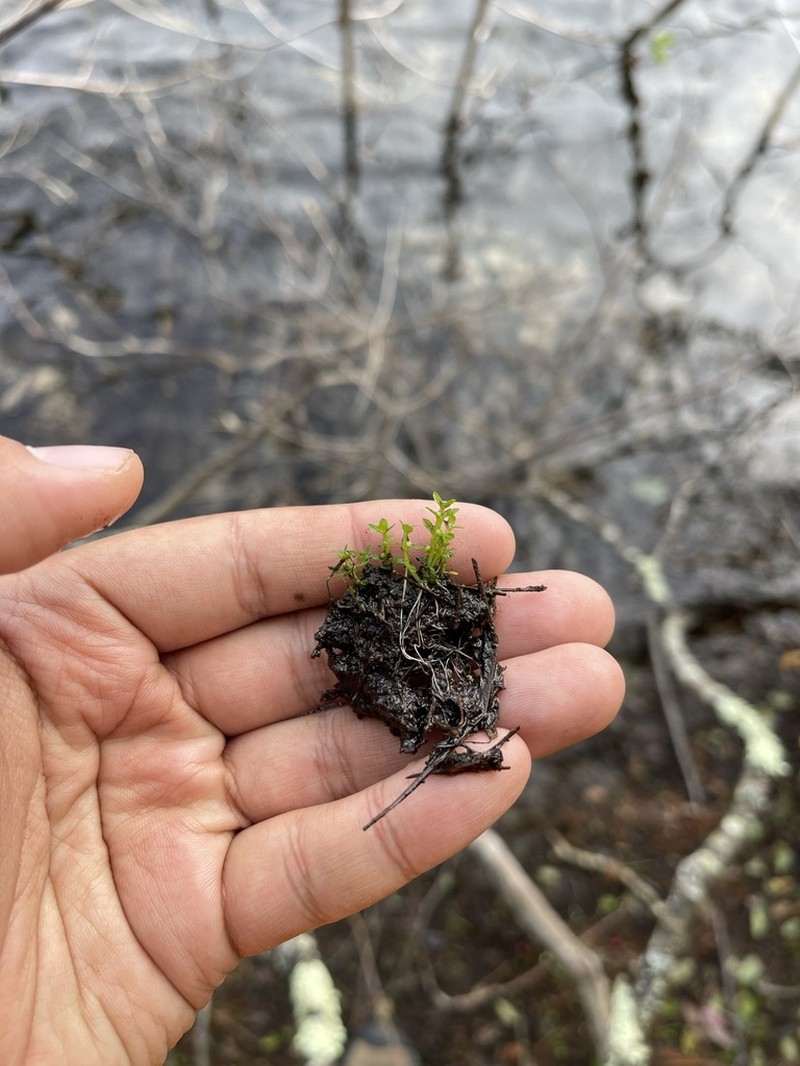 Small Waterwort photo 8