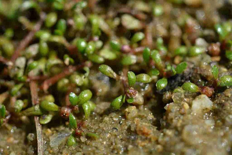 Elatine orthosperma