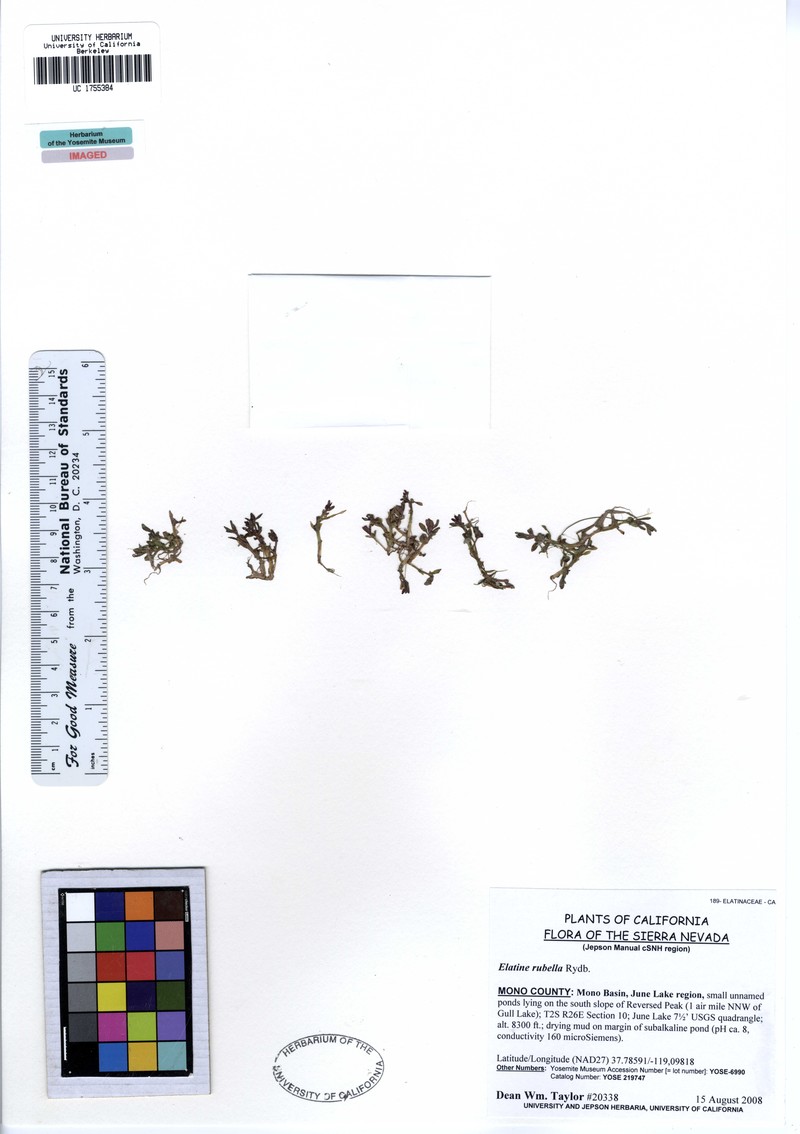 Southwestern Waterwort