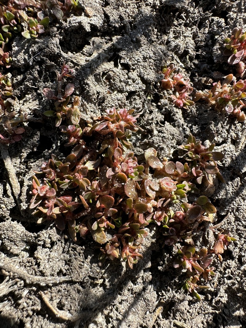 Southwestern Waterwort photo 2