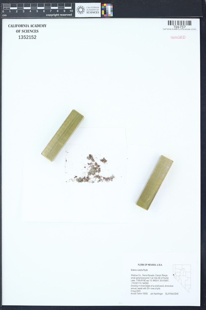 Southwestern Waterwort photo 3