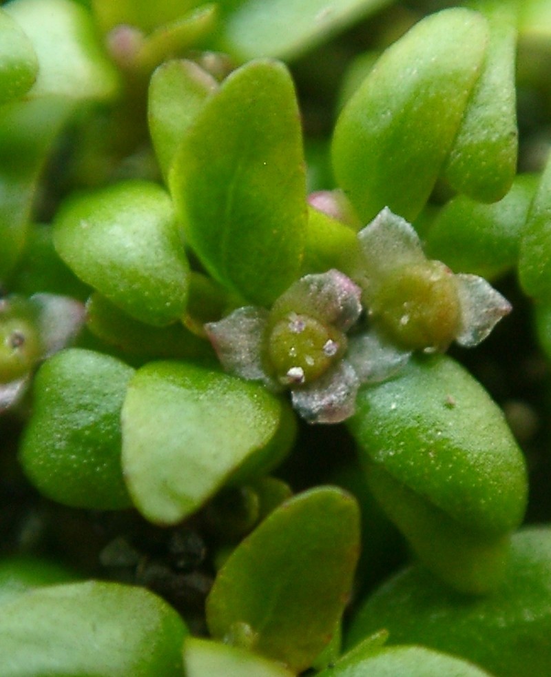 Threestamen Waterwort