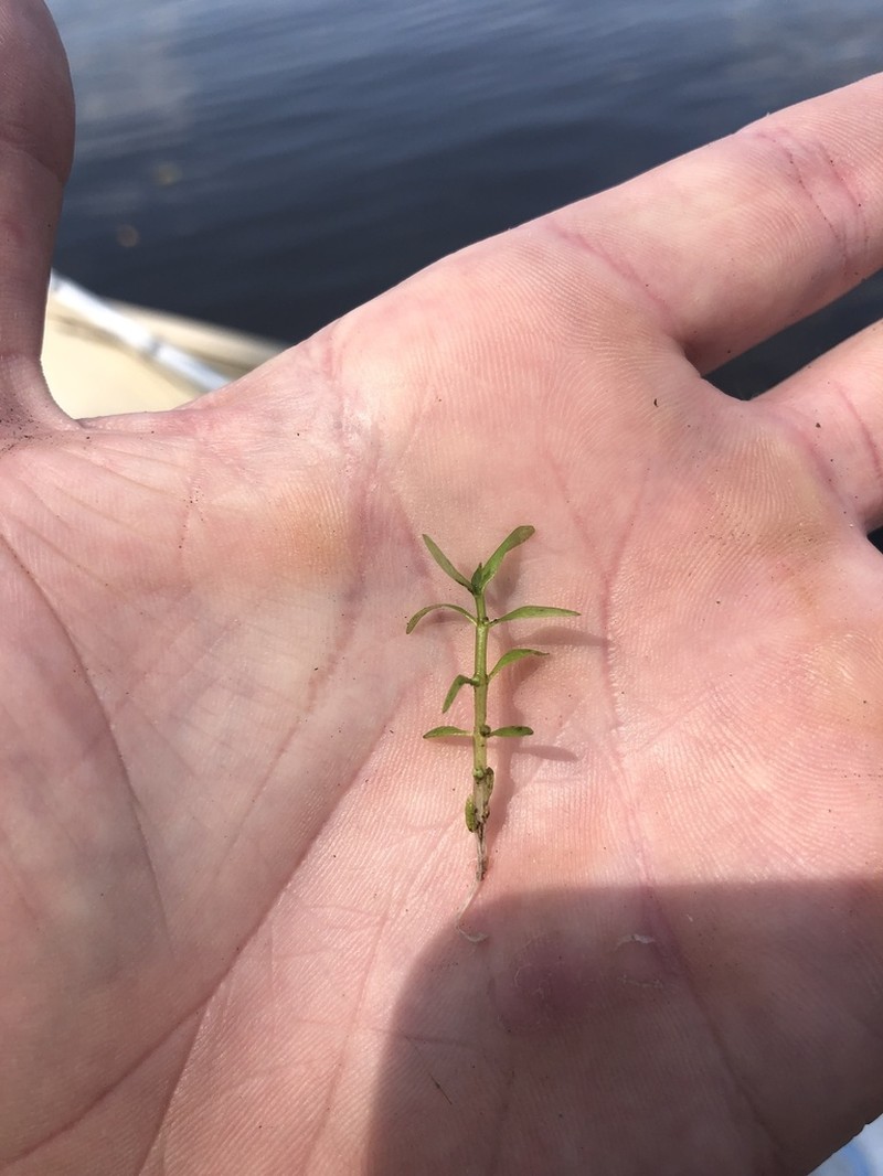 Threestamen Waterwort