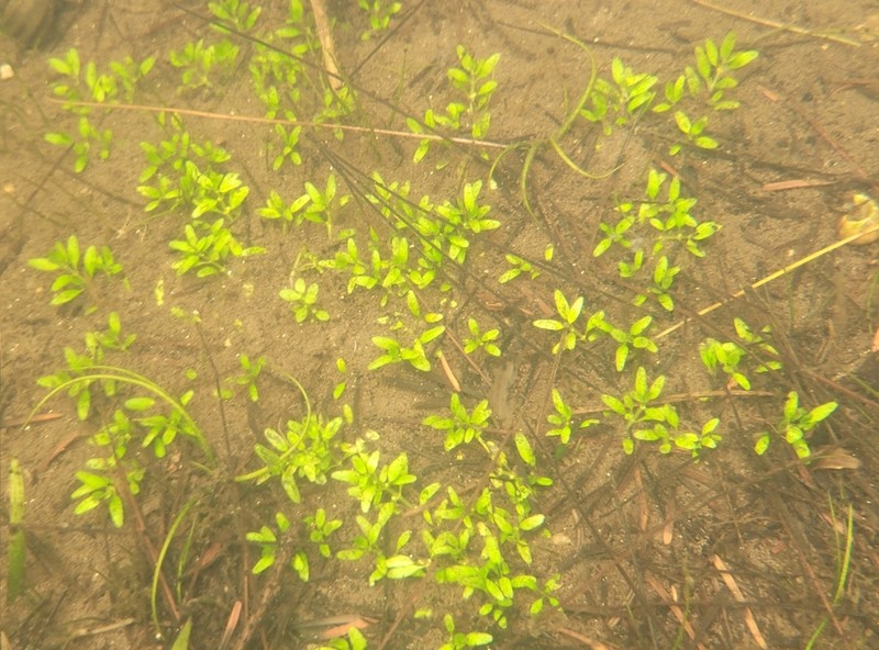 Threestamen Waterwort photo 2