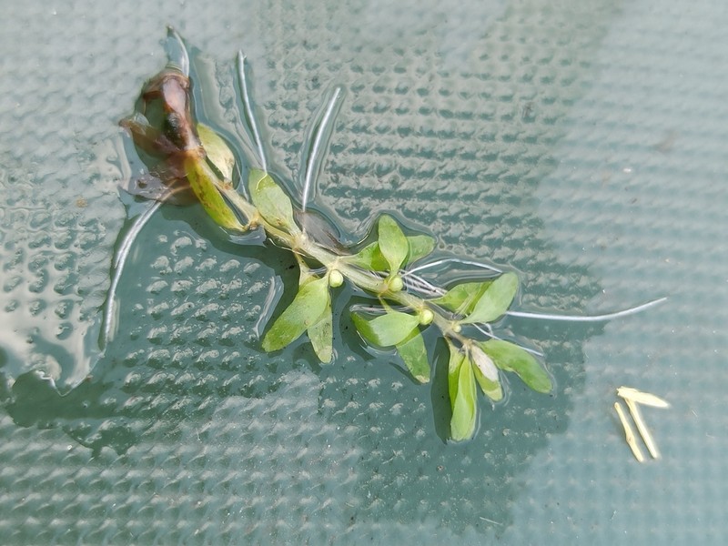Threestamen Waterwort photo 3