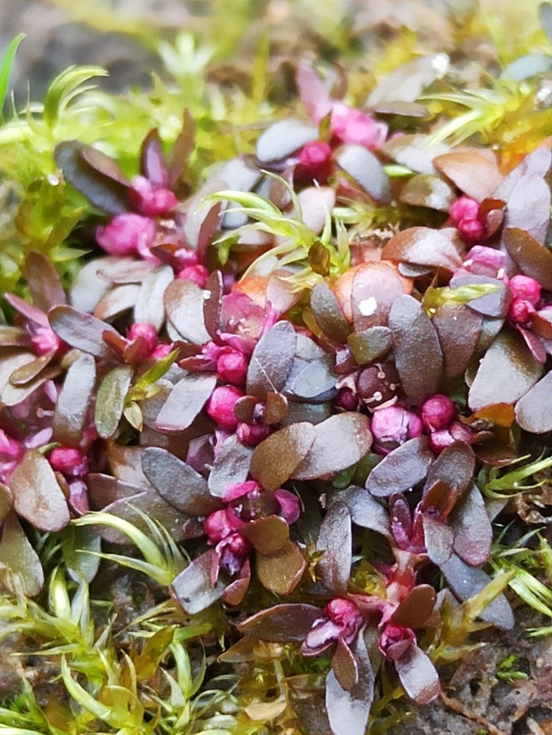 Threestamen Waterwort photo 4