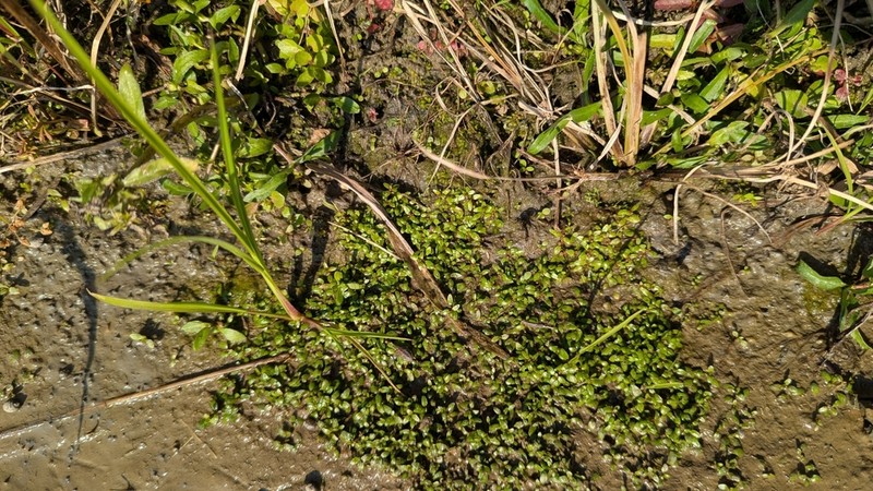 Threestamen Waterwort photo 5