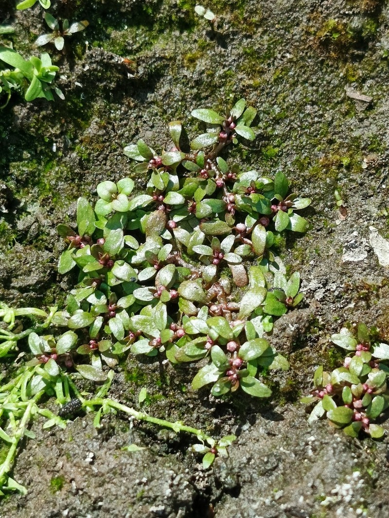 Threestamen Waterwort photo 6