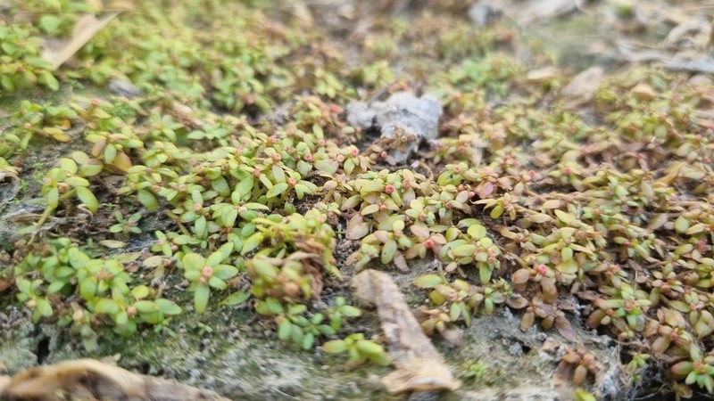 Threestamen Waterwort photo 7