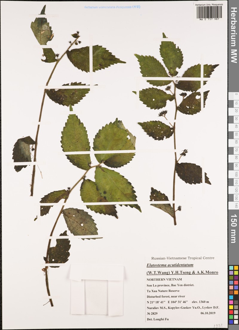 Elatostema acutidentatum