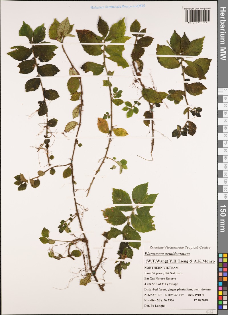 Elatostema acutidentatum photo 2