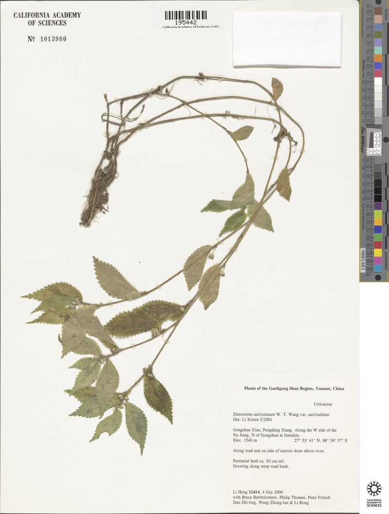 Elatostema auriculatum var. auriculatum