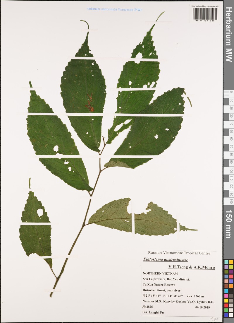 Elatostema austrosinense