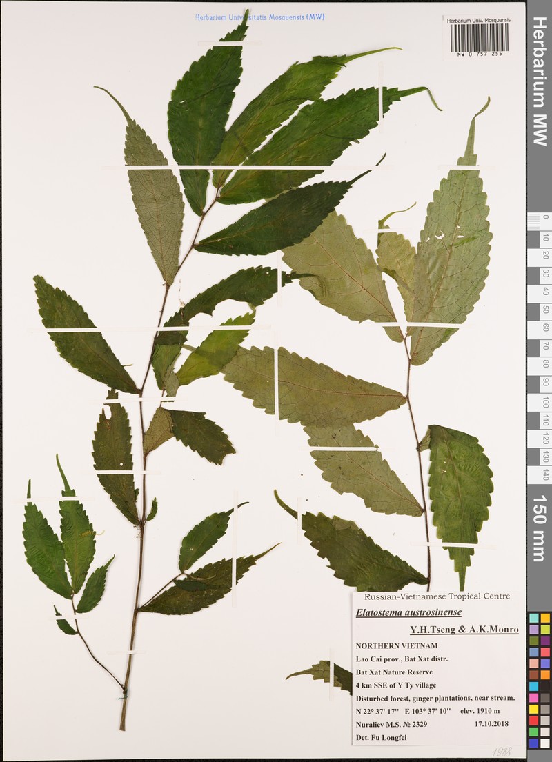 Elatostema austrosinense photo 3