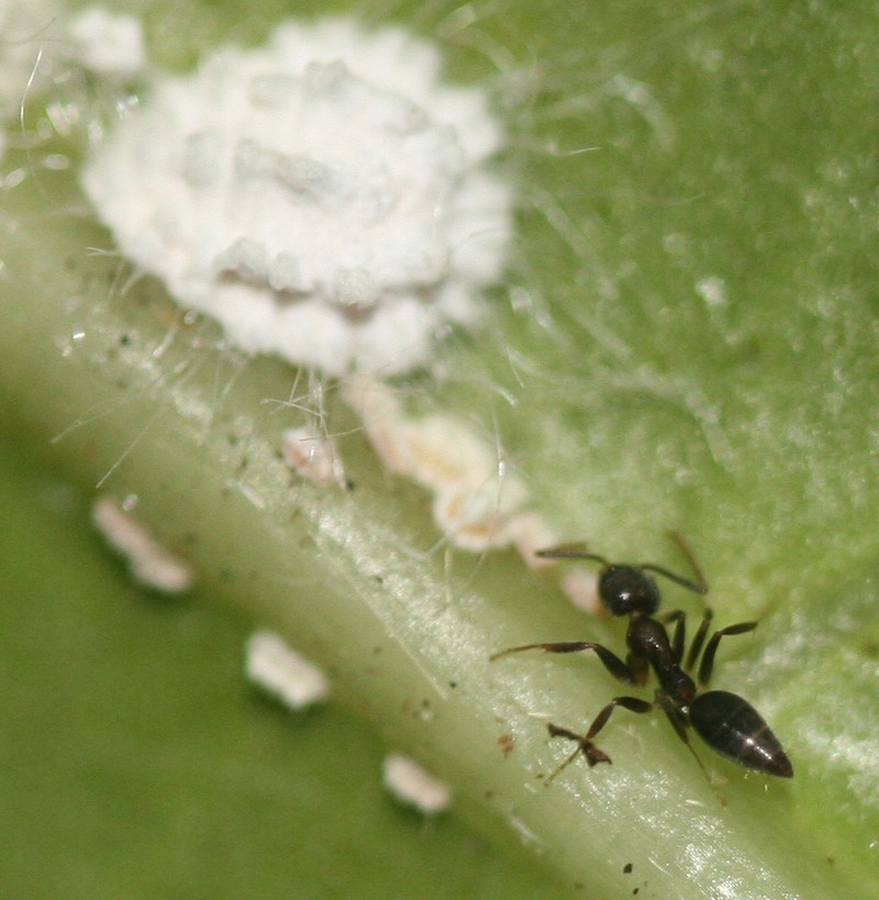 Elatostema calcareum photo 4