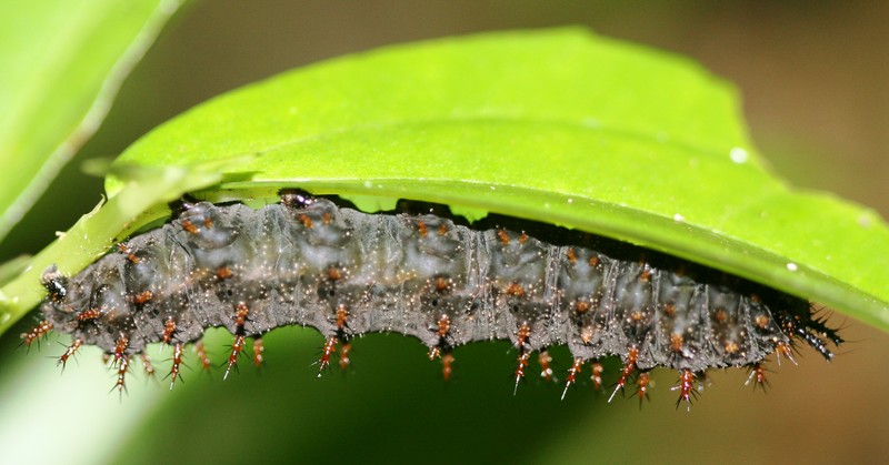 Elatostema calcareum photo 5