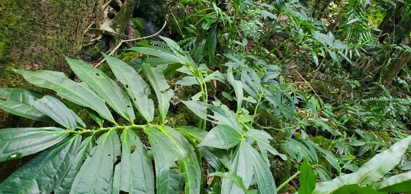 Elatostema calcareum photo 2