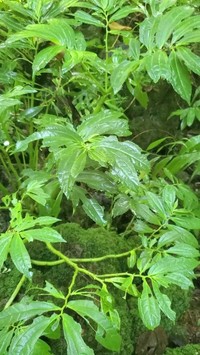 Elatostema calcareum