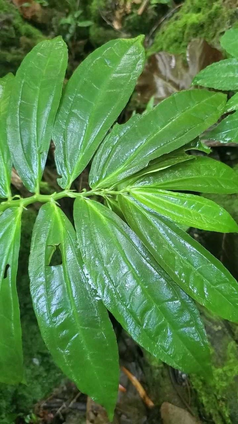 Elatostema calcareum photo 3