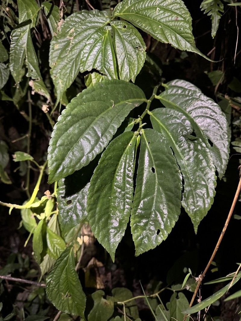 Elatostema fugongense