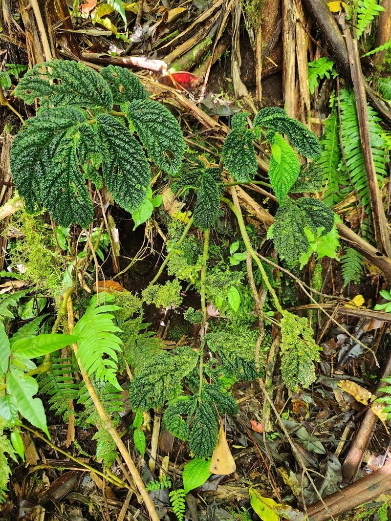 Elatostema glanduliferum photo 2