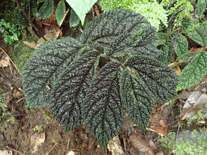 Elatostema glanduliferum photo 3