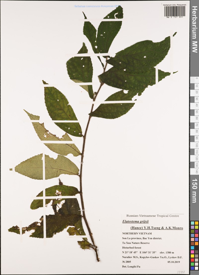 Elatostema grijsii
