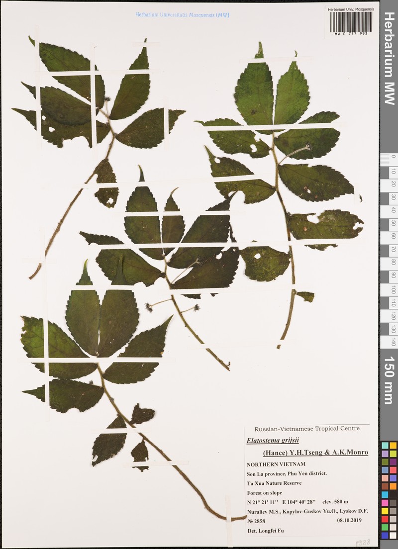 Elatostema grijsii photo 2