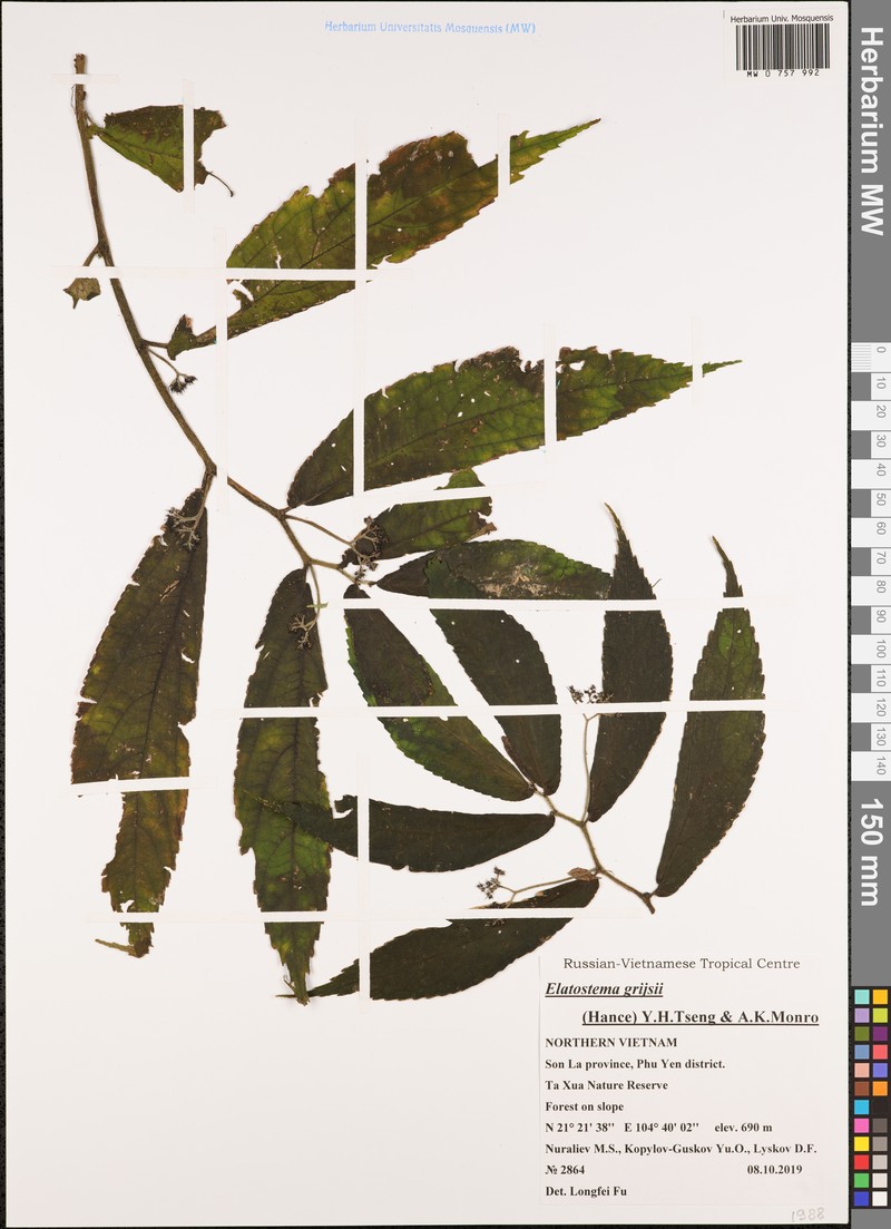 Elatostema grijsii photo 3