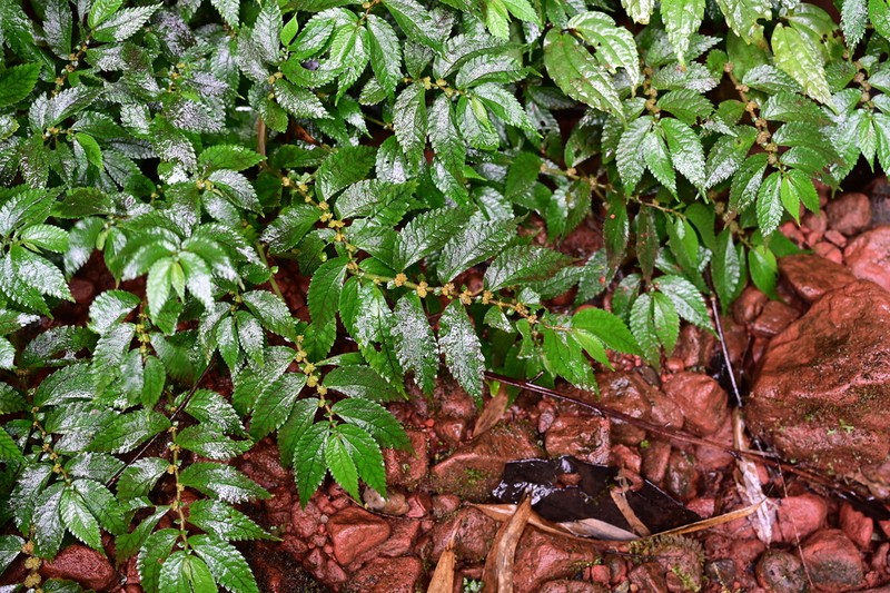 Elatostema gyronanophyllum