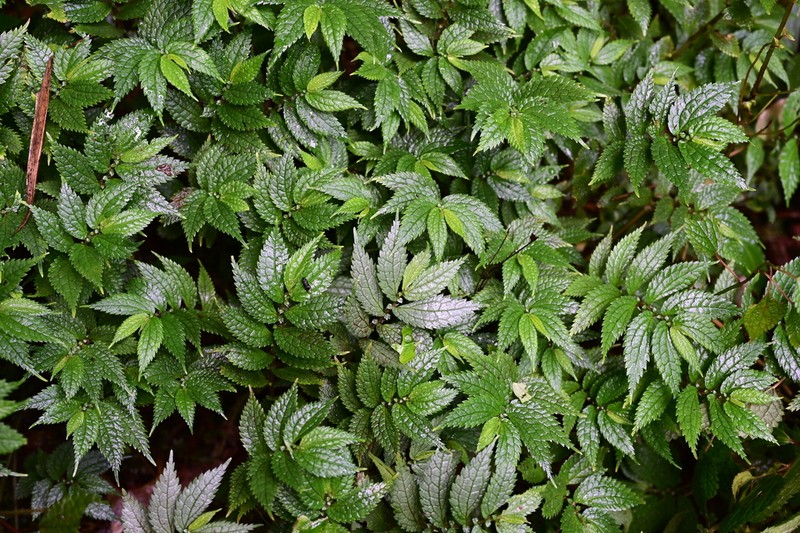 Elatostema gyronanophyllum photo 2