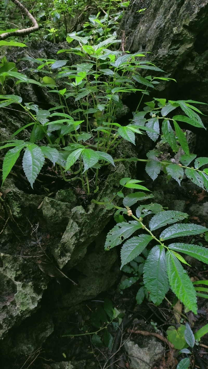 Elatostema kaweesakii