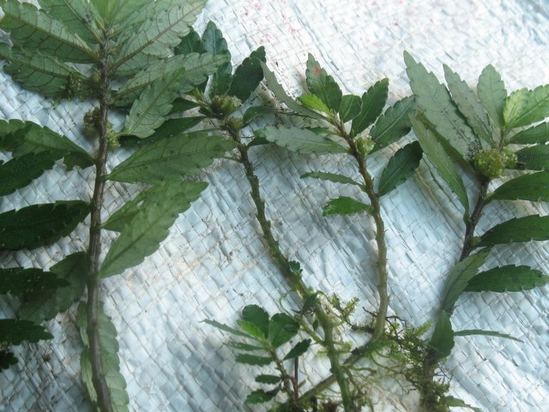 Elatostema madagascariense var. madagascariense