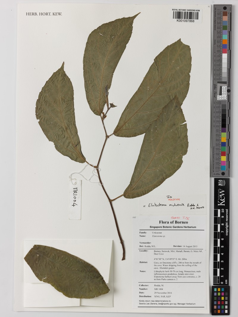 Elatostema muluense