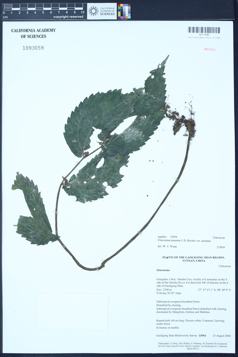 Elatostema nasutum var. nasutum