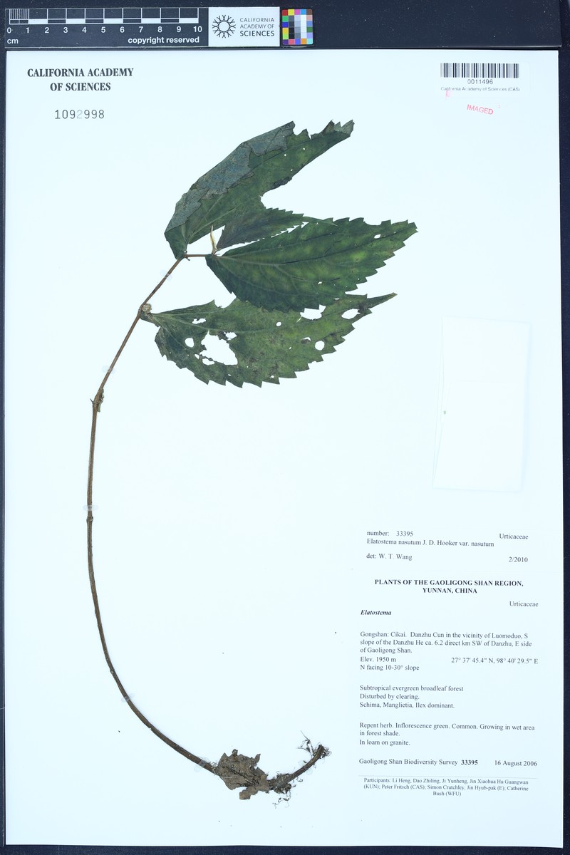 Elatostema nasutum var. nasutum photo 2