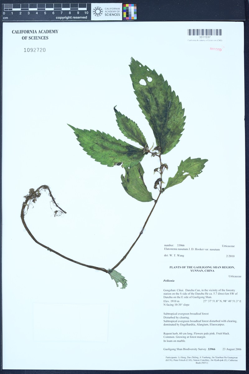 Elatostema nasutum var. nasutum photo 3