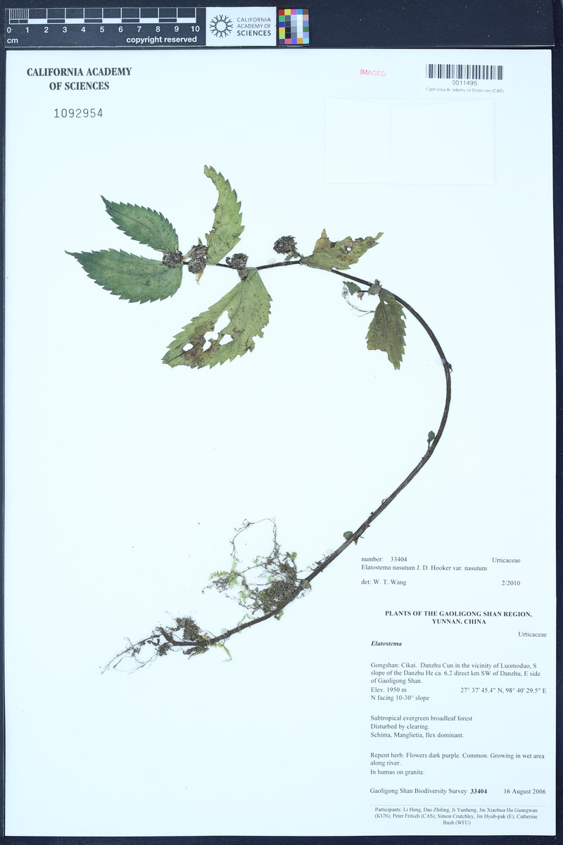 Elatostema nasutum var. nasutum photo 4
