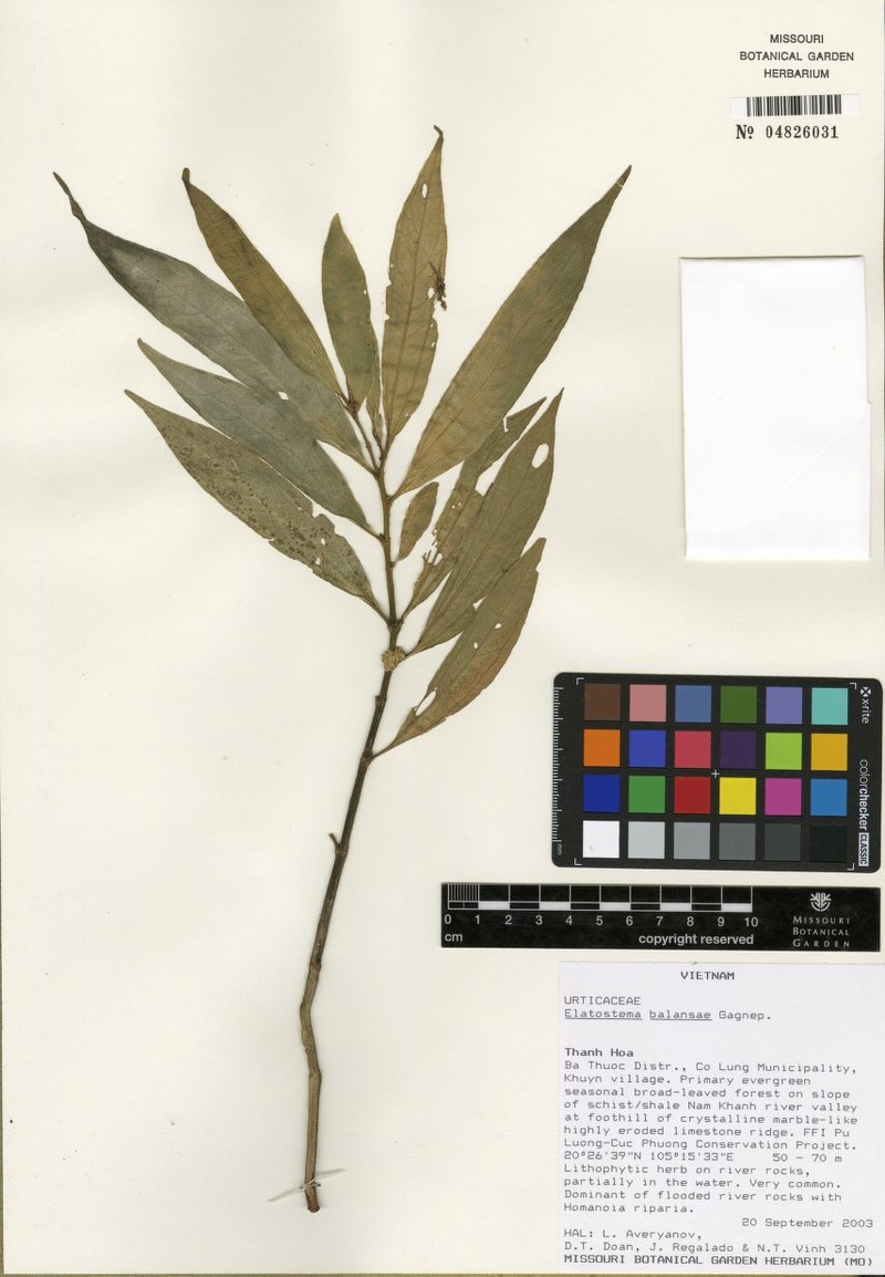 Elatostema neriifolium