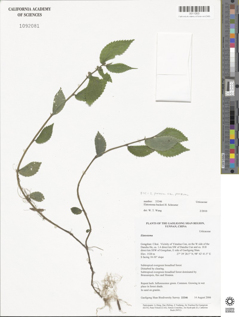 Elatostema parvum var. parvum