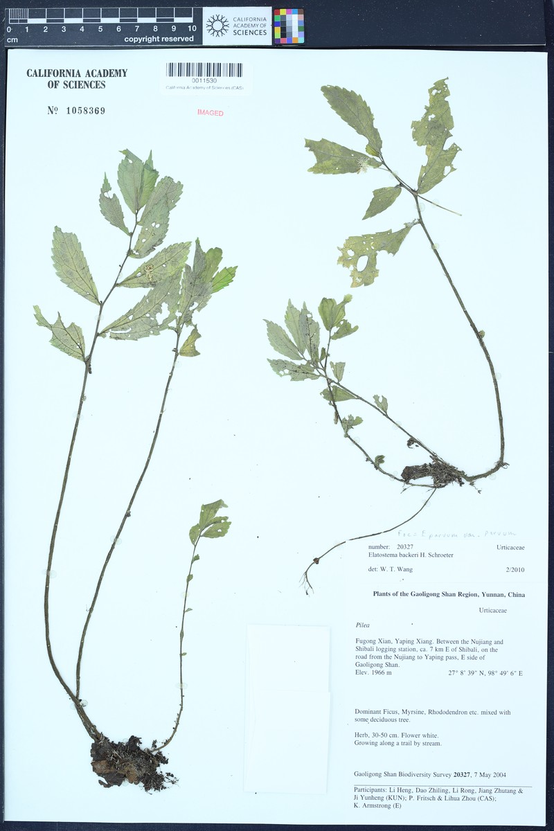Elatostema parvum var. parvum photo 2