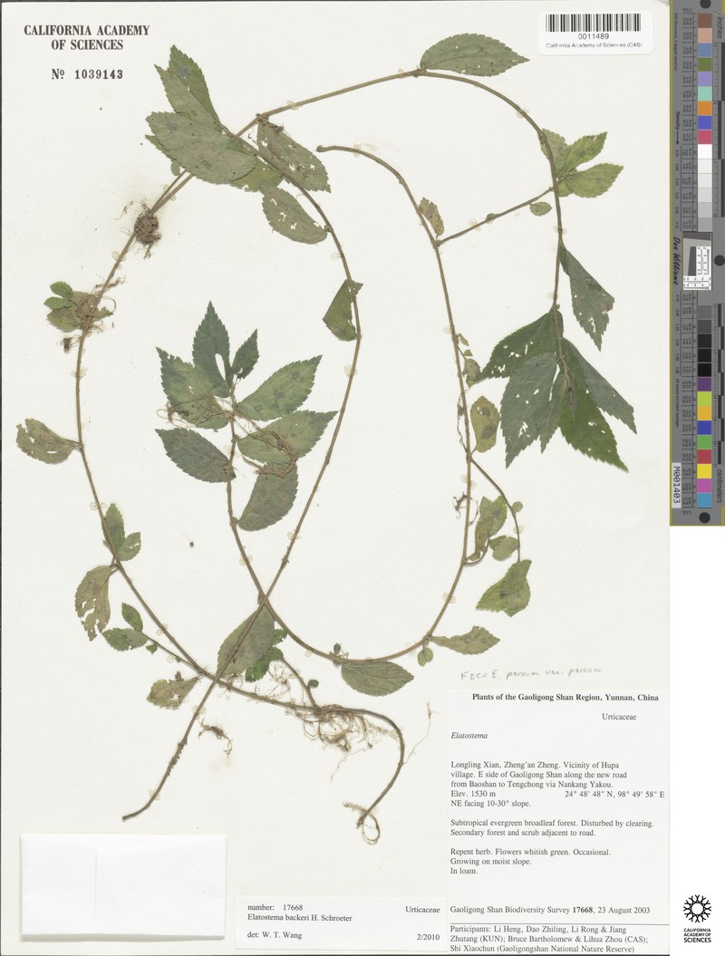 Elatostema parvum var. parvum photo 3